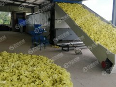 黃蜀葵花烘干現(xiàn)場(chǎng)